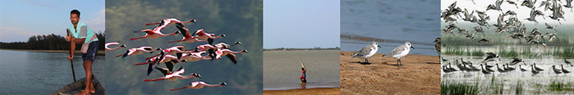 Birding in Chilika Lake